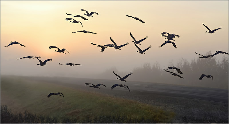 Into the Fog by Marlene Smith